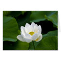 White Lotus cards