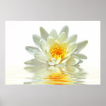 white lotus floating in water print