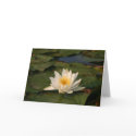 White Lotus Flower cards