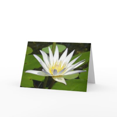 White Lotus Flower Card by thehealinghand