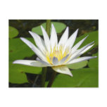 White Lotus Flower Postcard