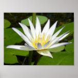 White Lotus Flower Poster posters