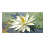 White lotus photo cards