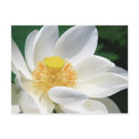 White Lotus postcards
