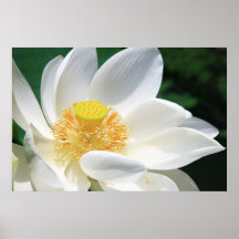White Lotus Posters