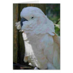 White Macaw cards