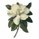 White Magnolia Blossom photo sculptures