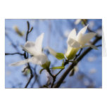 White Magnolia cards