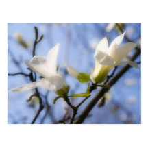 White Magnolia Post Cards