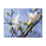 White Magnolia postcards