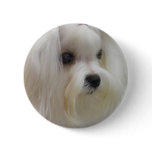 White Maltese Pinback Buttons
