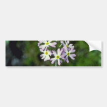 white Mealy Primrose (Primula Laurentiana) flowers Bumper Sticker