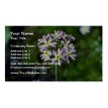 white Mealy Primrose (Primula Laurentiana) flowers Business Card