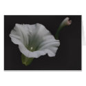 White Morning Glory Flower Photography Note Card