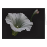 White Morning Glory Flower Photography Note Card