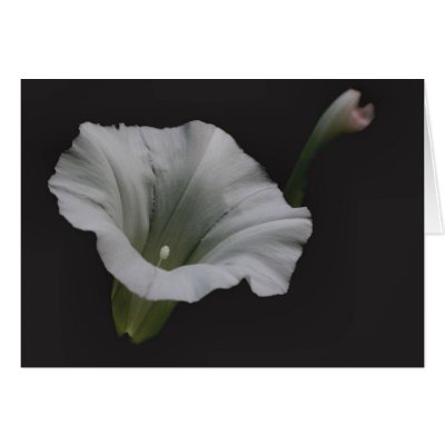 White Morning Glory Flower Photography Note Card by SmilinEyesTreasures