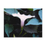 White Morning Glory Post Card