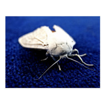 white moth post card
