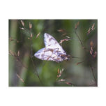 white moth postcard