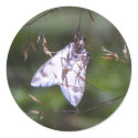 white moth stickers