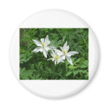 white mountain flower magnets