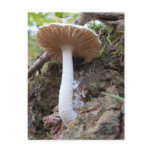 White Mushroom Postcard