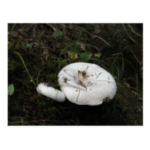 White mushroom postcard