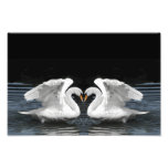 White Mute Swan Mirror Image Art Photo