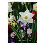 White Narcissus cards