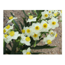 White Narcissus Flowers Postcard