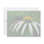 White narrow-leaved Coneflower invitations