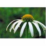 White narrow-leaved Coneflower photo sculptures