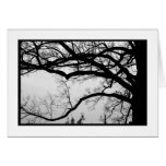 WHITE OAK: Tree of Wisdom cards
