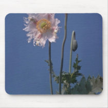 white Opium Poppy (Papaver Somniferum) flowers mousepads