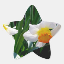 White, Orange and Yellow Daffodils Sticker