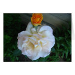 White & orange rose greeting card