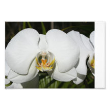 White Orchid 2 Photo
