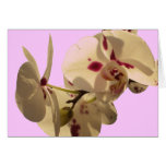 White Orchid cards