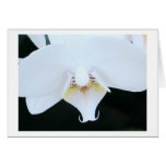 White Orchid Card