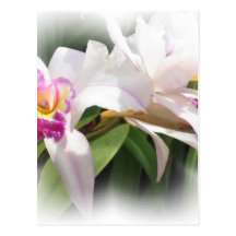 White Orchid Cards Postcard