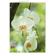 White Orchid Greeting Card