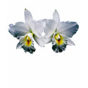 White Orchid Hawaiian Wedding Song t-shirts