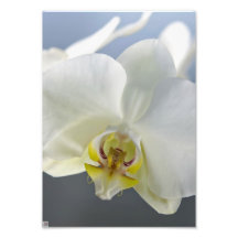 White Orchid Photo Art