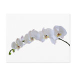 White orchid postcards