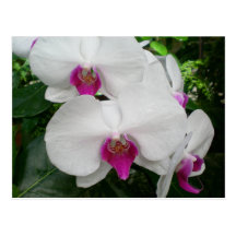 White Orchid Postcard
