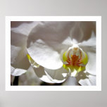 White Orchid posters