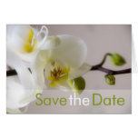 White Orchid Save the Date Card