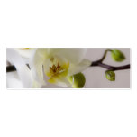 White Orchid • Save the Date Mini Card business cards