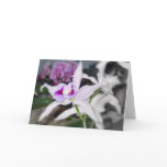 White Orchid with lavender centre