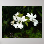 White Orchids and Zen Poster